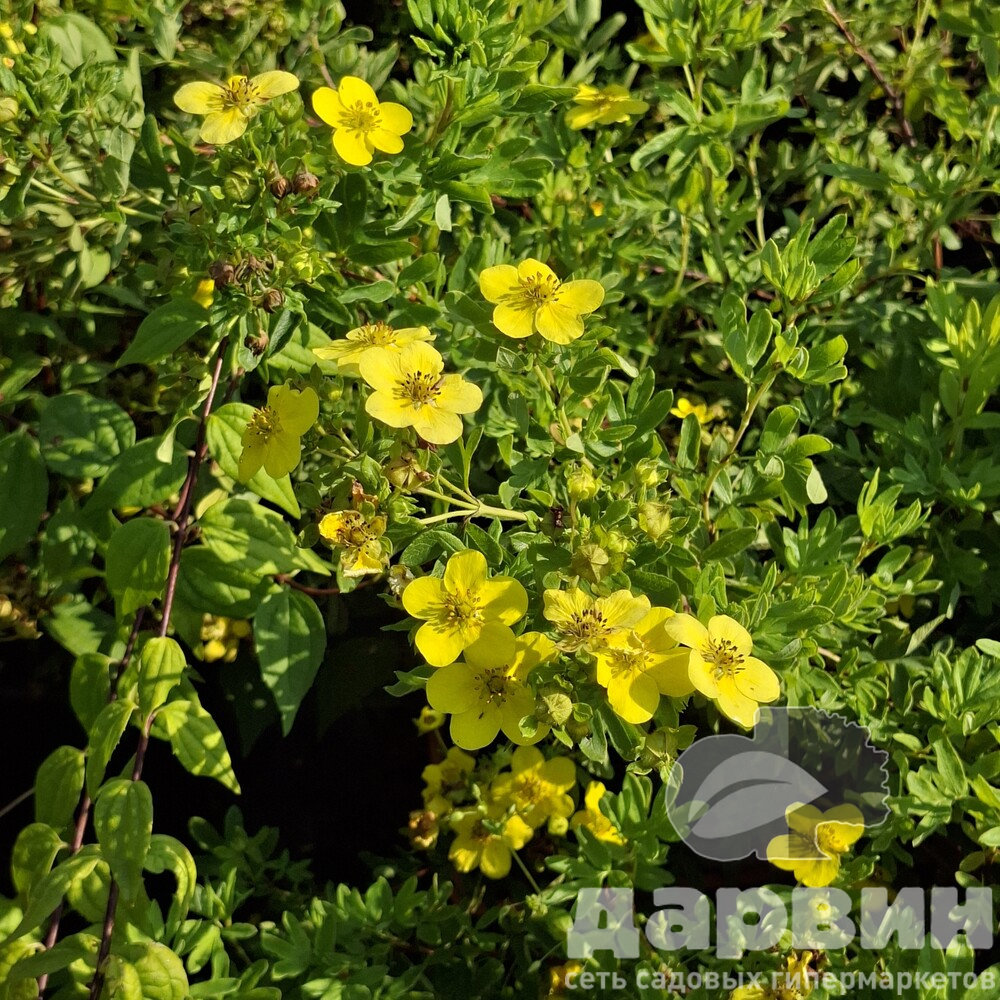 Лапчатка кустарниковая Золотой полет v2 Lav 