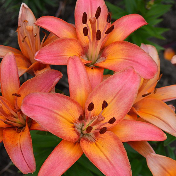 Лилия азиатская Форевор Марджолейн d10 Tim 