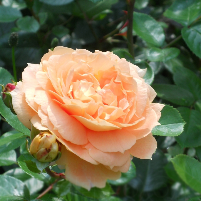 Роза флорибунда Зоне Вом Си 5л Dem 