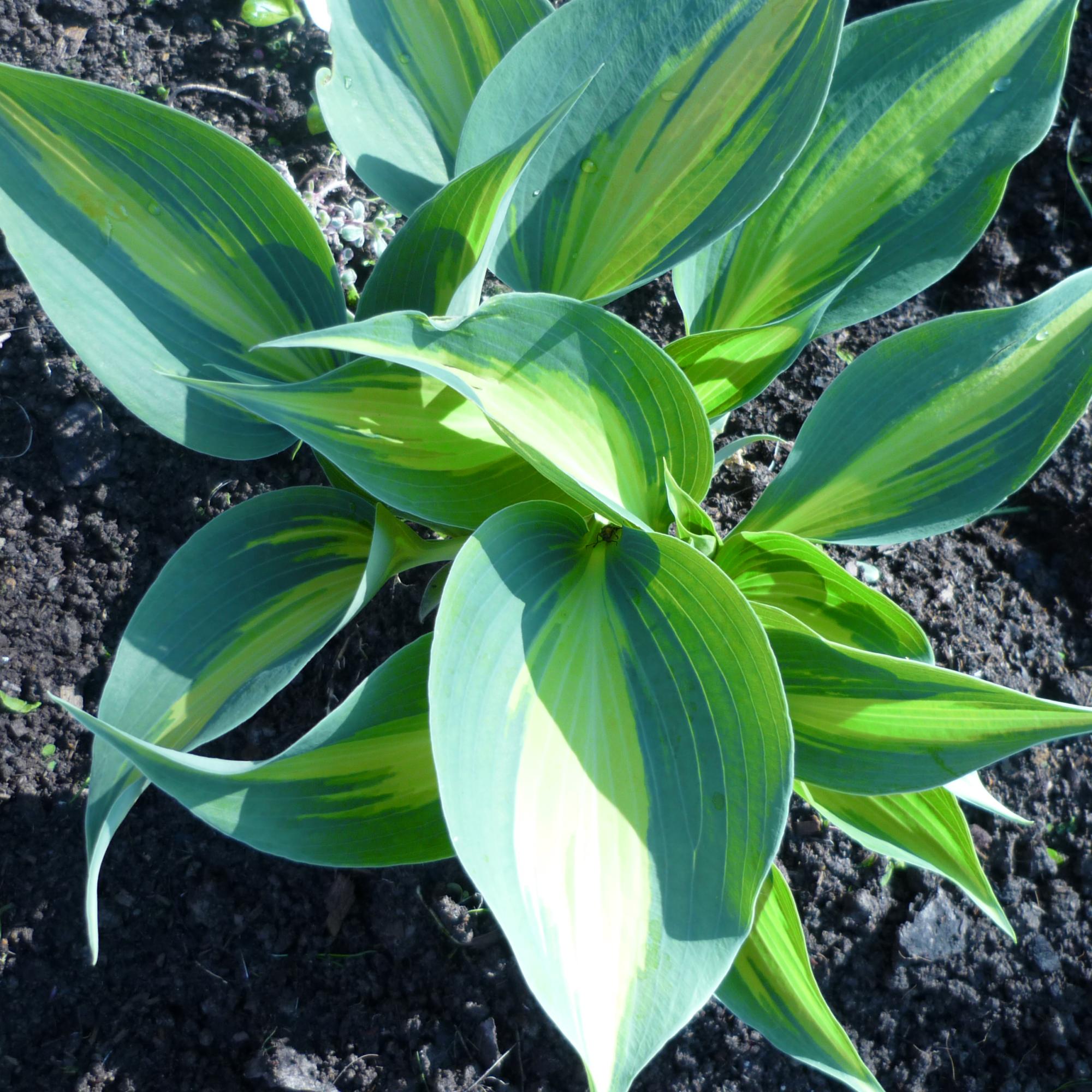 Хоста катерина фото и описание сорта. Хоста Маркью. Hosta Grand Marquee. Хоста Гранд Маркью (m). Хоста Гранд марки.