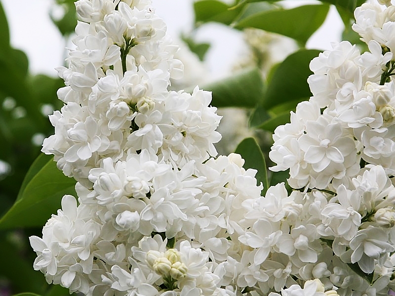 Сирень Моник Лемуан v2 Lav 