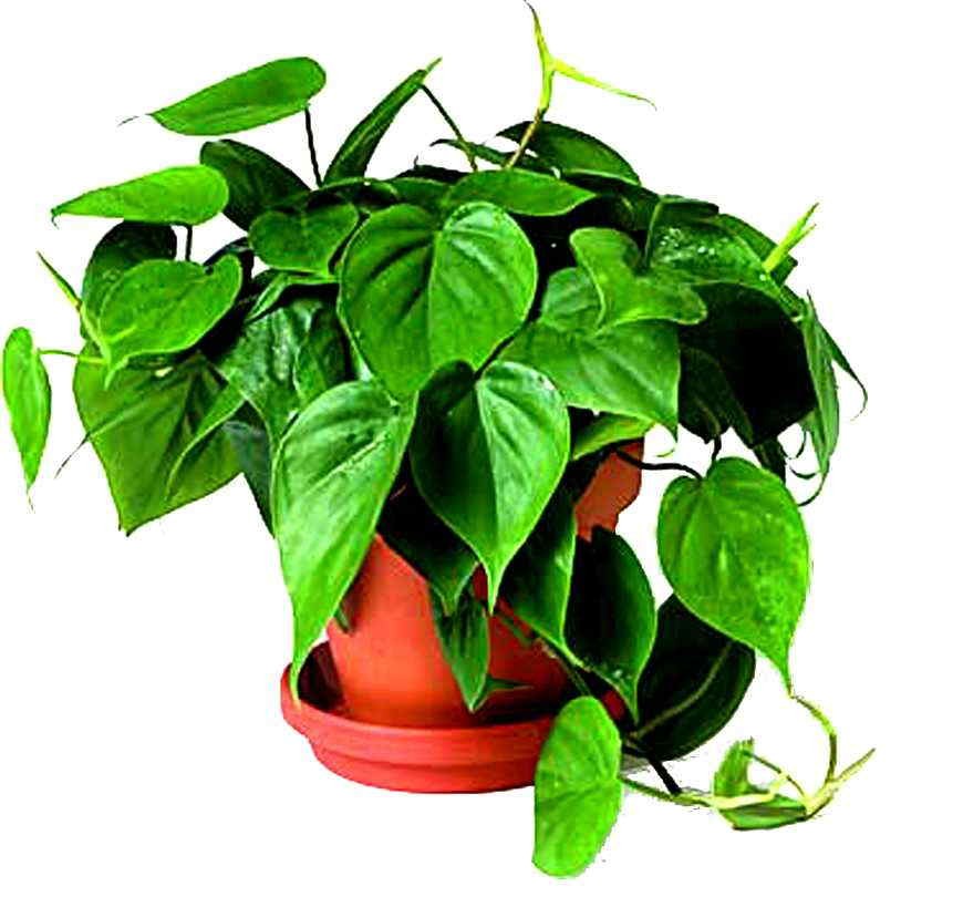 Филодендрон в кашпо d23 Tim 