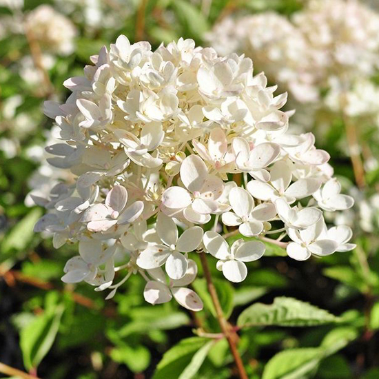 Гортензия метельчатая Бомбшелл с5/40-60 UL 