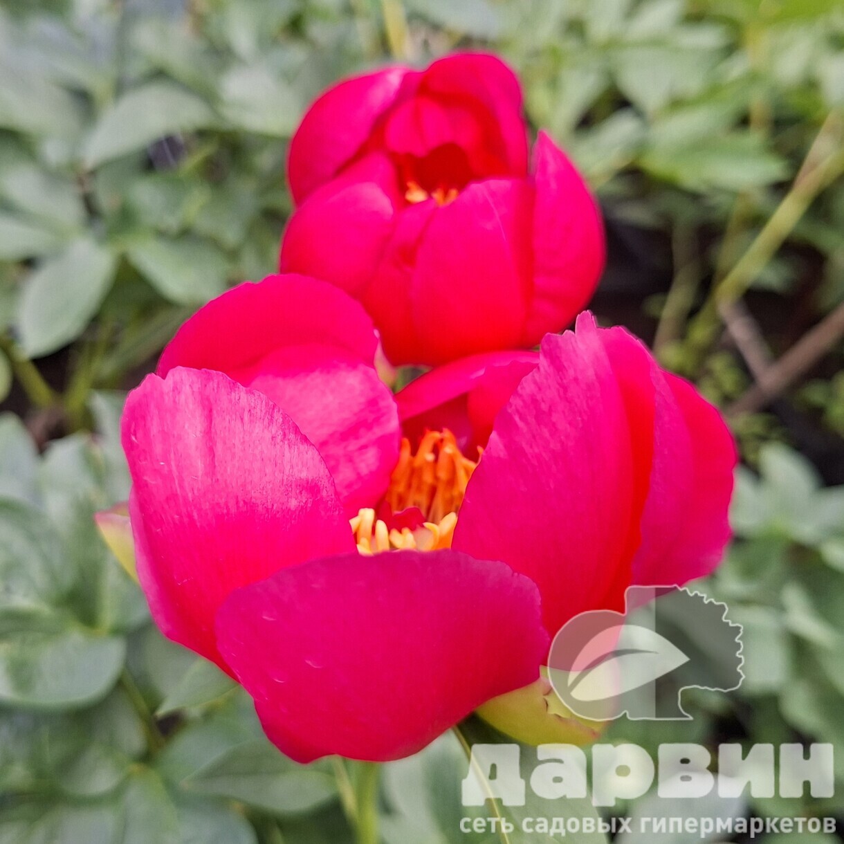 Пион Флейм v5 Tim 