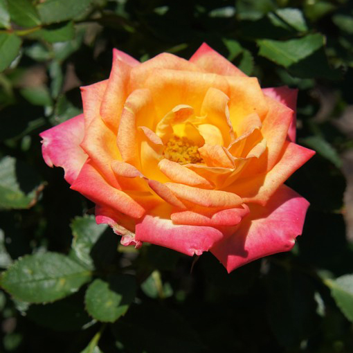 Роза миниатюрная Литл Сансет v5 Dem 