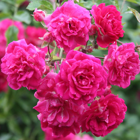 Роза плетистая Супер Эксцельза v5 