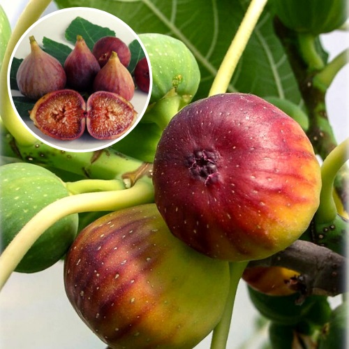 Инжир Браун Туркей v2 Lav по цене  Инжир Браун Туркей v2 Lav