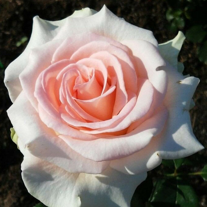 Роза чайно-гибридная Вивальди в коробке ЦО 