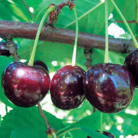 Вишня Харитоновская средн v7 80-100 Tim 