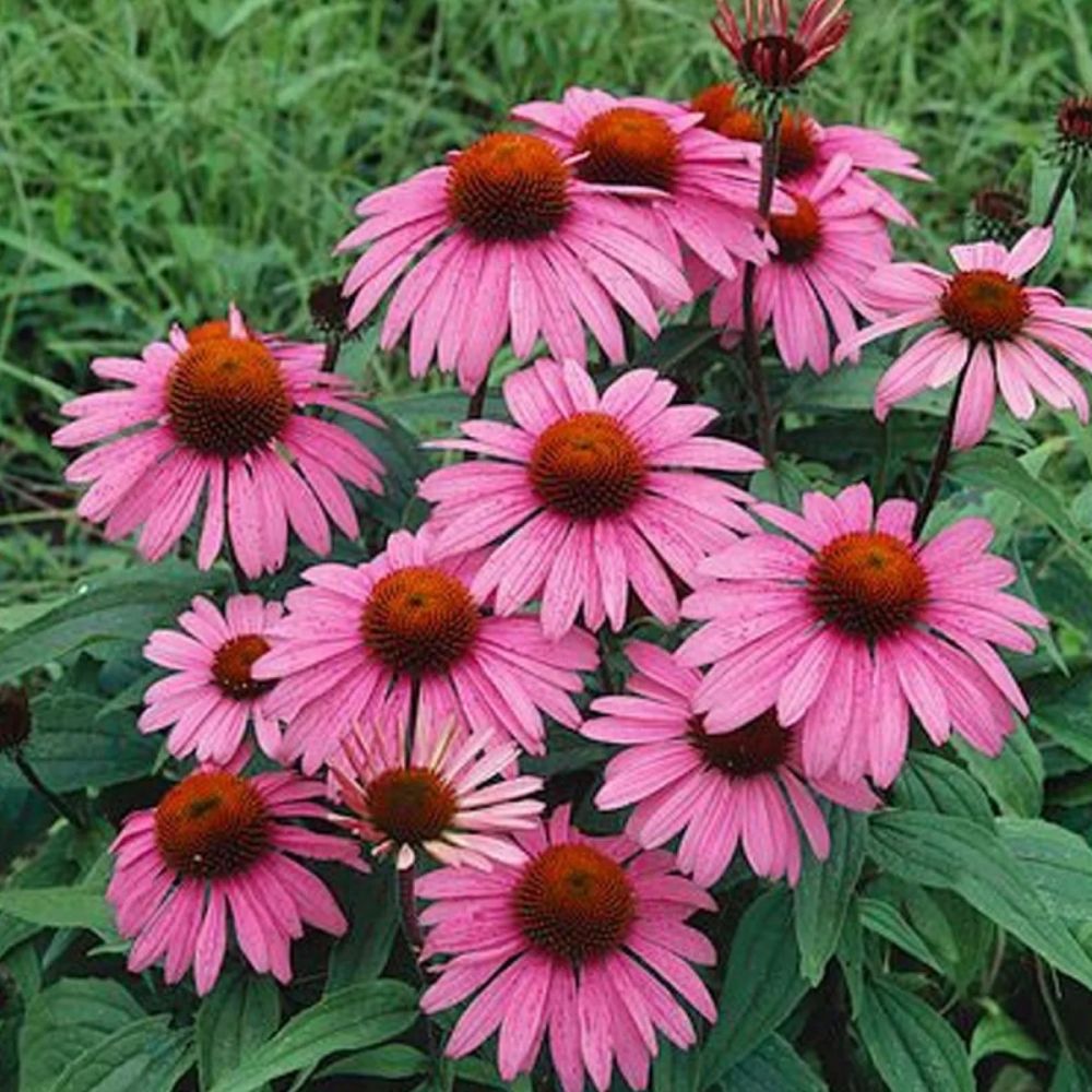 Эхинацея пурпурная Мэгнус (С2) ЦО 