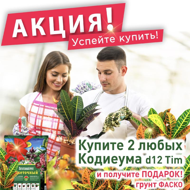 акция "Подарок при покупке 2х Кодиеумов"