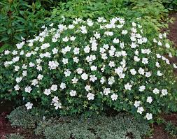 Герань кроваво-красная Альбум (С2) ЦО 