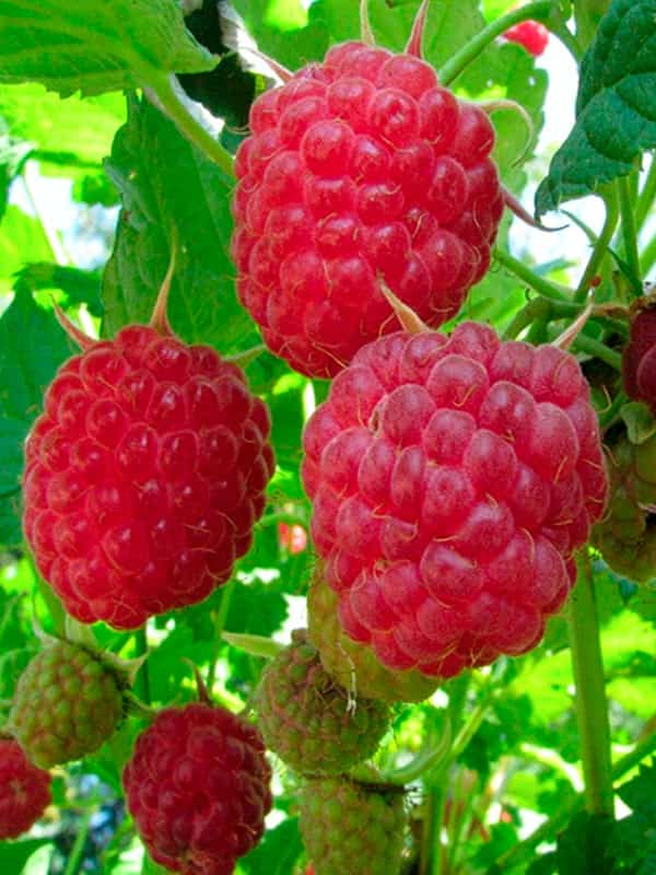 Малина ремонтантная Зюгана красн v2 Tim 