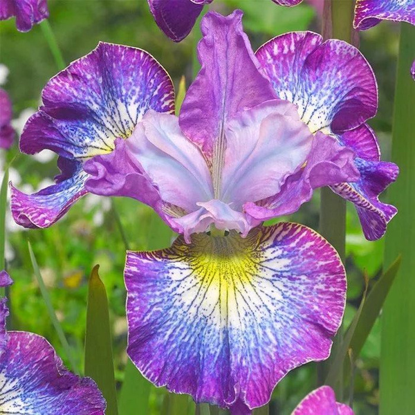 Ирис Хау Одейшес v2 Tim 