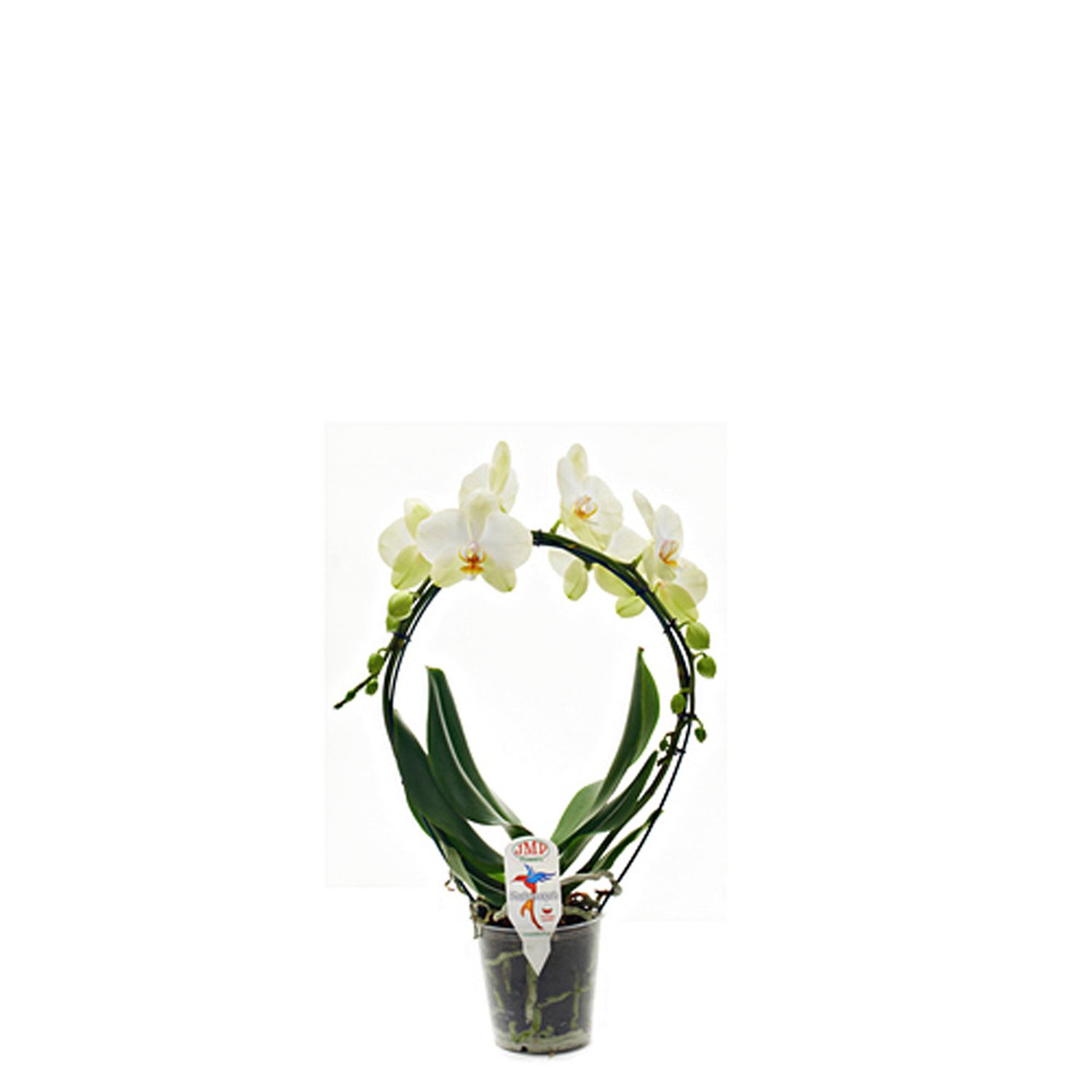 Фаленопсис Каскад d12 