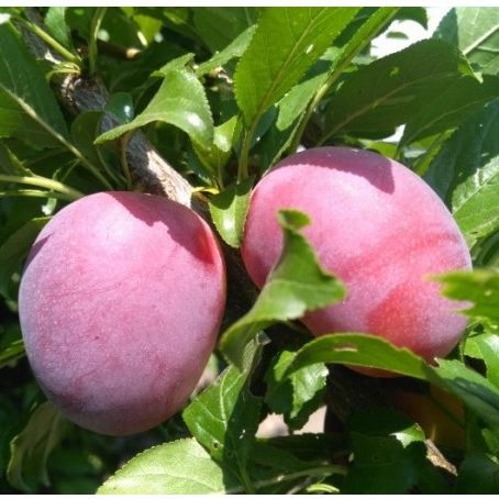 Слива колоновидная Блю Свит v7 100-140 Lav 