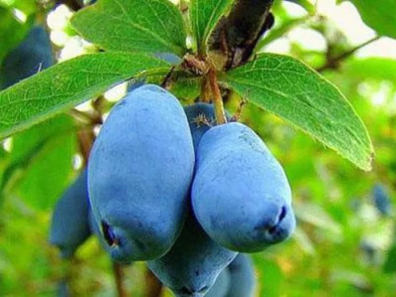 Жимолость Камчадалка v1 Tim по цене  Жимолость Камчадалка v1 Tim