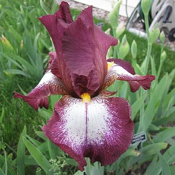 Ирис Кринолин v2 Tim 