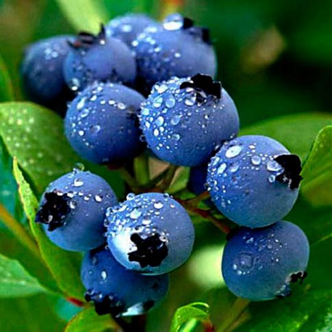 Голубика Норд кантри v2 Tim 