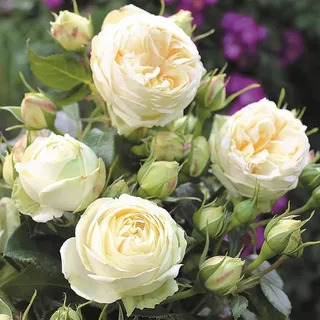 Роза чайно гибридная Веддинг Пиано  в коробке Биосфера 