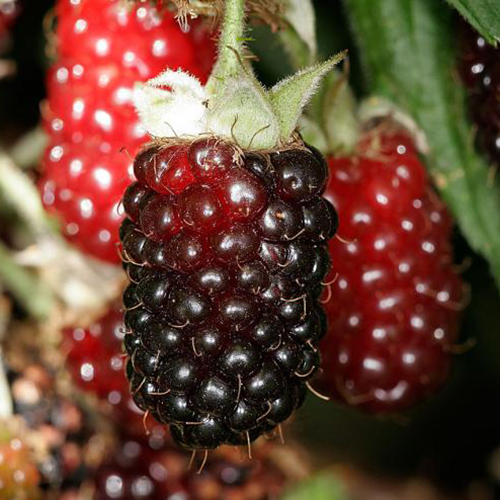 Я_Ежемалина Бэстберри в коробке, Tim 