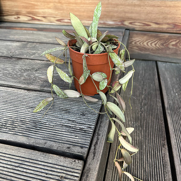 Хойя Сигиталис d12 h20 