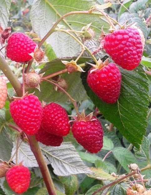 Малина ремонтантная Подарок Кашину, красная v1 Tim по цене  Малина ремонтантная Подарок Кашину, красная v1 Tim