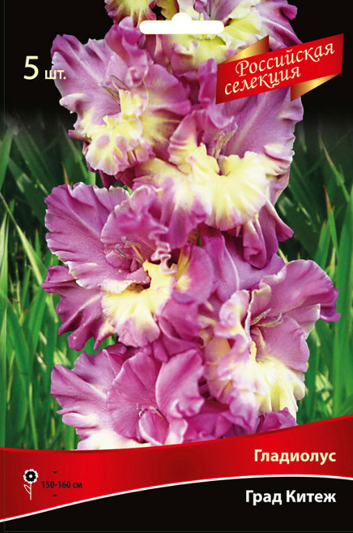 Луковица Гладиолус крупноцветковой Град Китеж  10/12 5шт. Поиск 