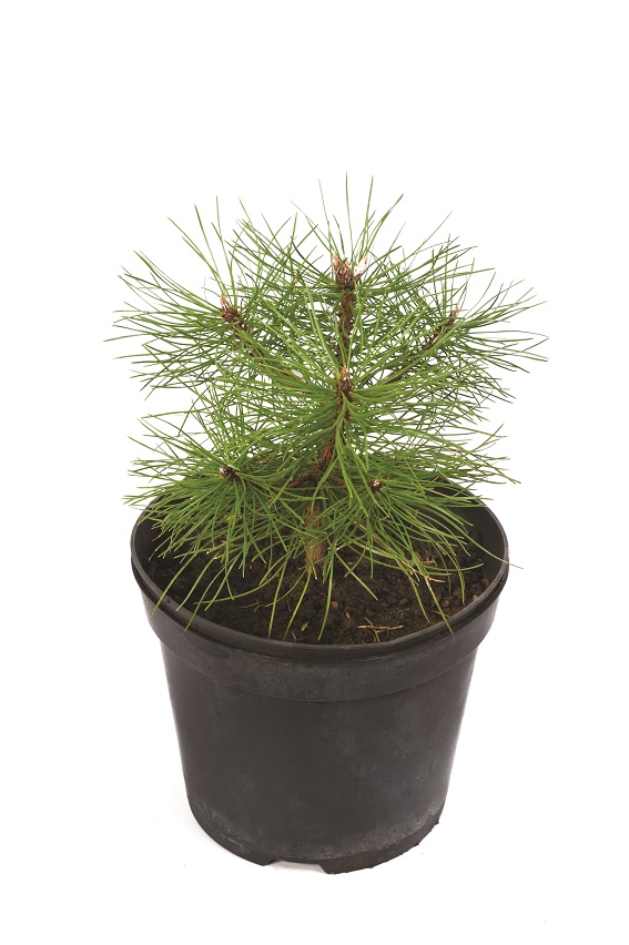 Сосна крымская v2 Lav 