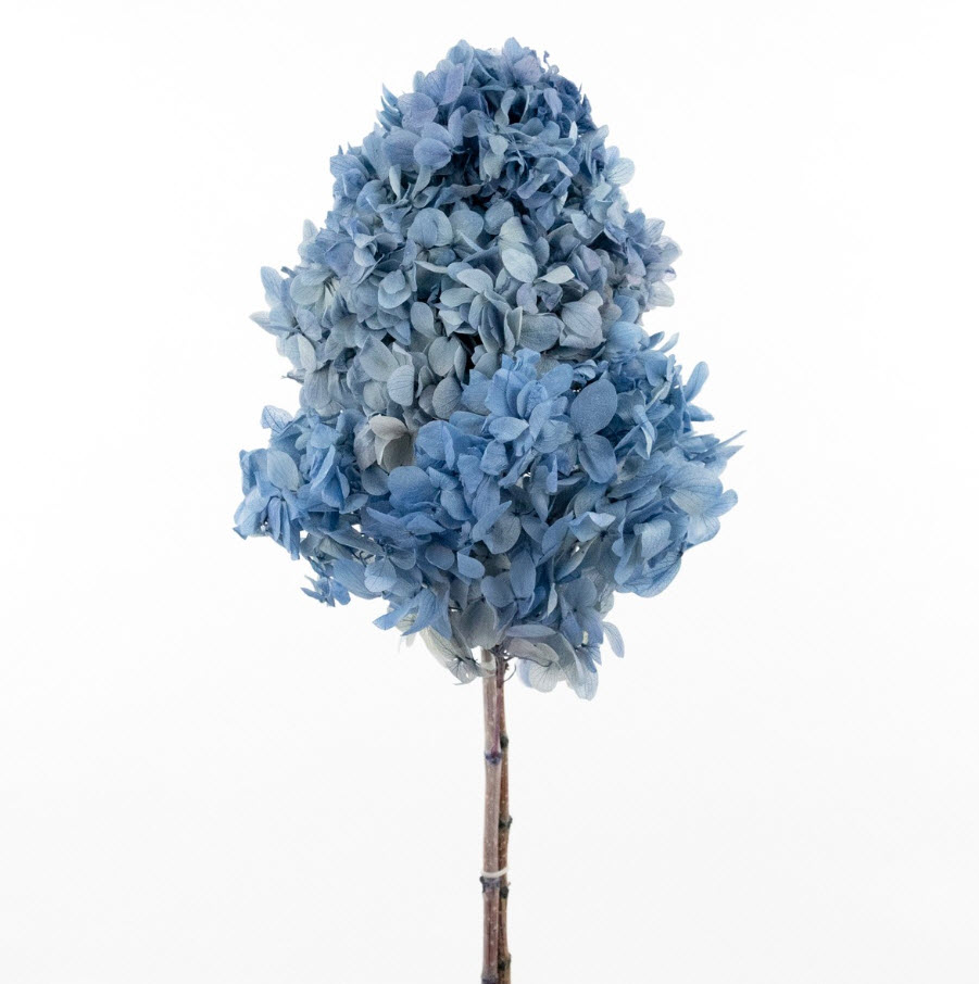 Сухоцветы Гортензия метельчатая 50см, голубой по цене 
