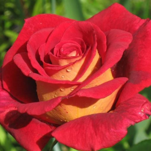 Роза чайно-гибридная Клеопатра с5, Tim 