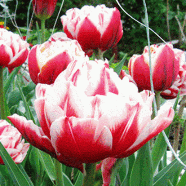 Луковица тюльпан Горизонт 11/12, 5 шт/уп 