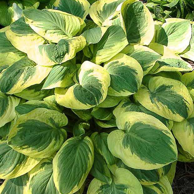 Хоста Карнивал v2 Tim 