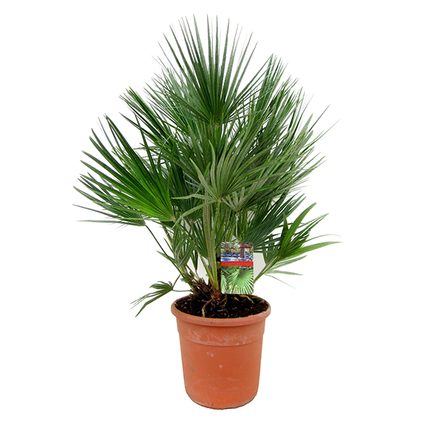 Хамеропс приземистый Вулкано d19 h40 