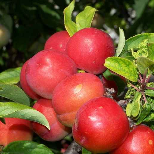 Алыча 3-х летка с кроной 5л  h150-250 ЦВ 