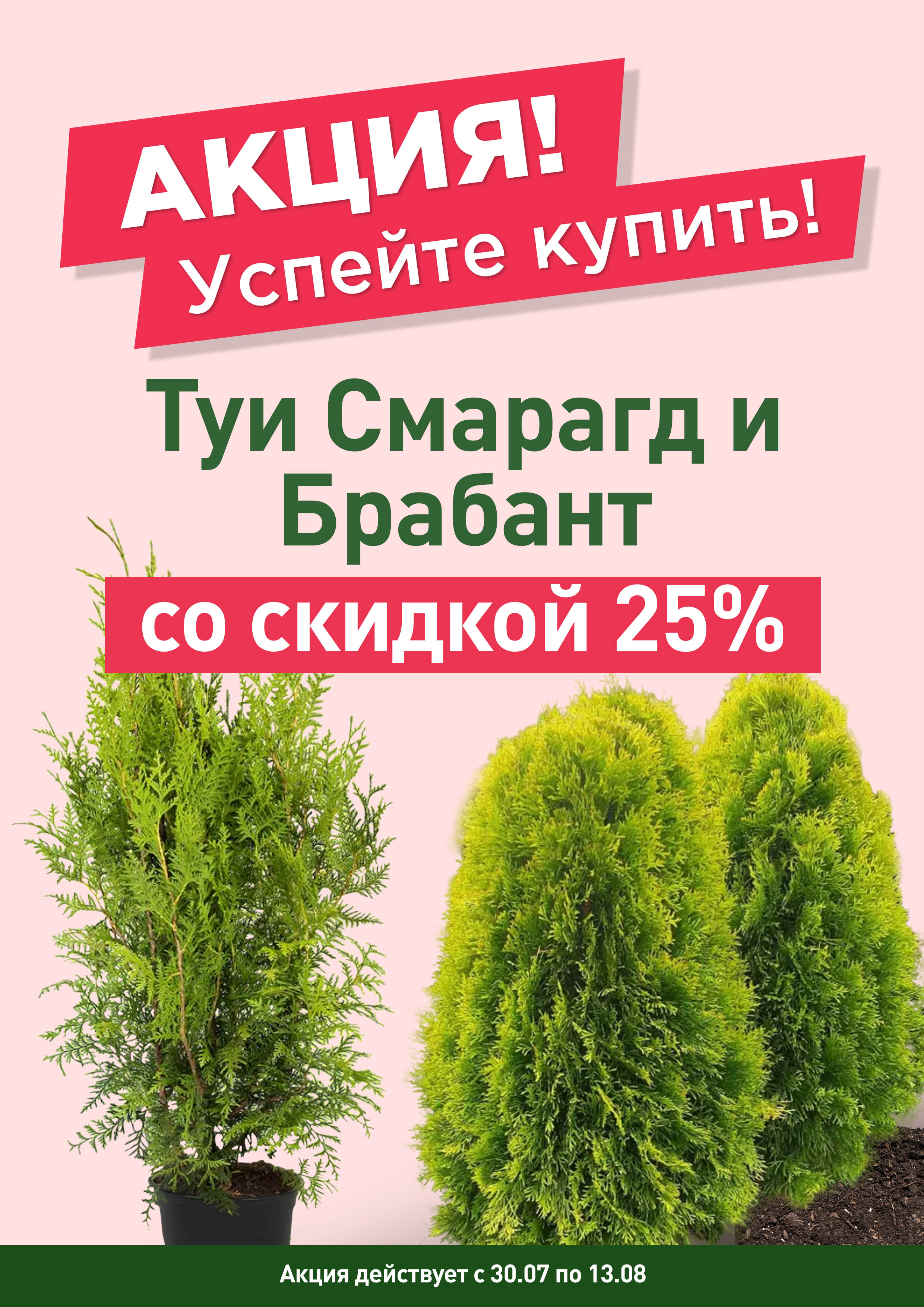 Туи Смарагд и Брабант со скидкой 25%