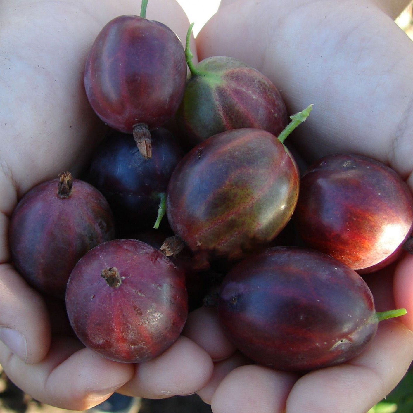 Крыжовник Финик красн v2 Tim 