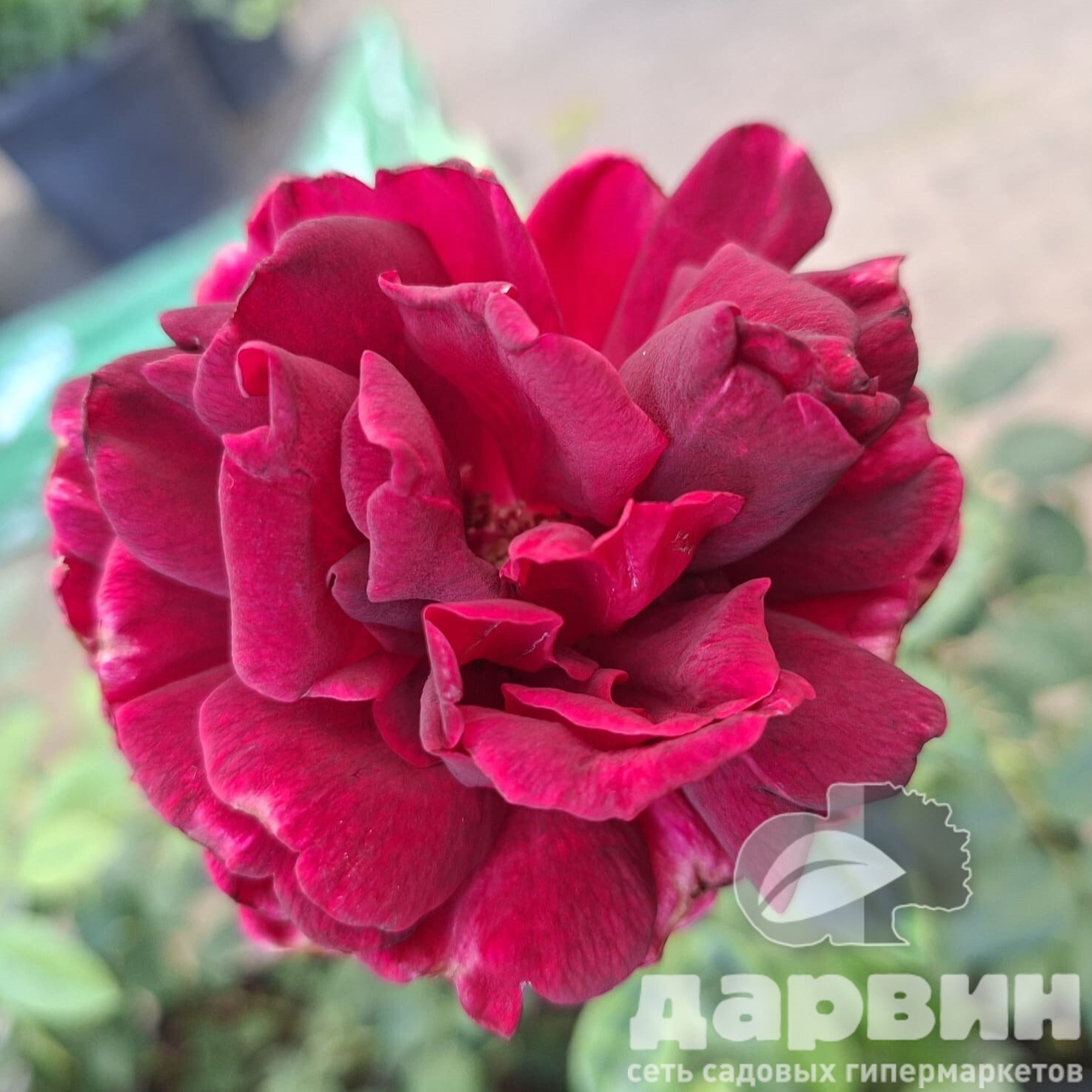 Роза чайно-гибридная Крайслер Империал v5 Lav 