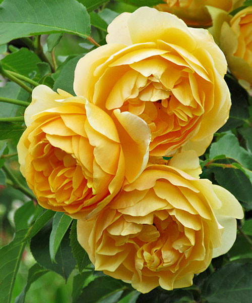 Роза парковая Соломонс Голд v5 ЦО 