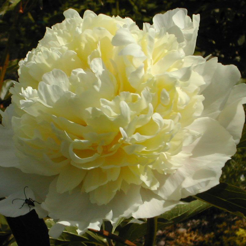 Корневище Пион Лаура Дессерт 1шт 