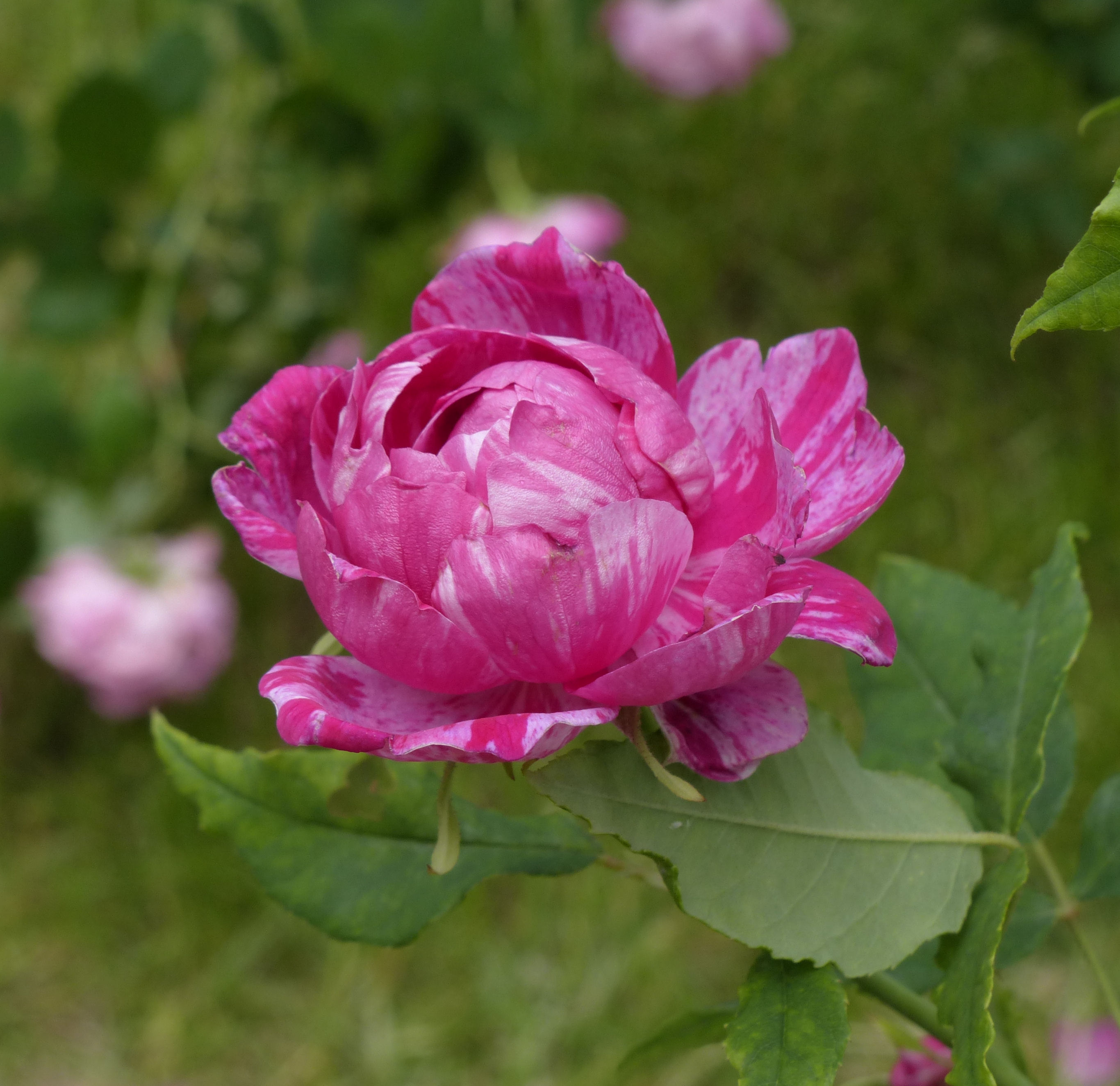 Роза парковая Командан Баропер розовый в коробке ЦО 