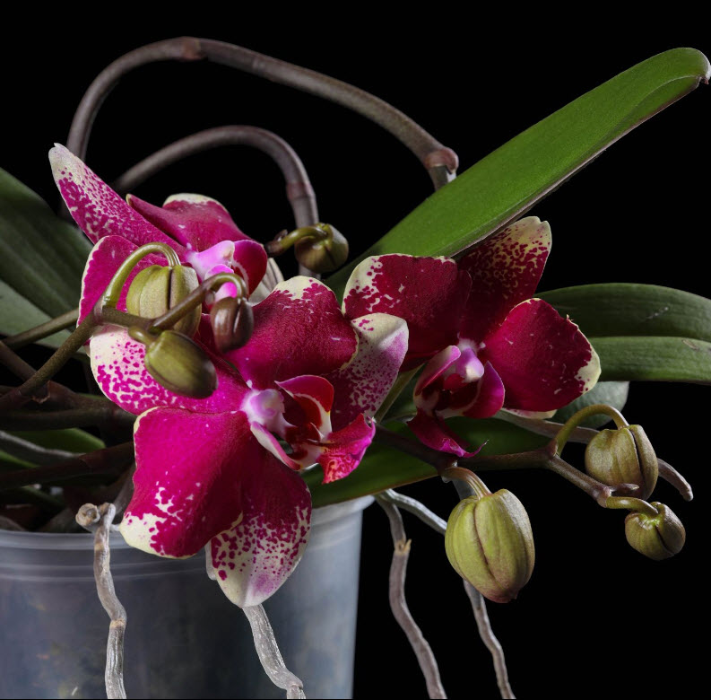 Фаленопсис 2 вет Ромблей d12 h60 