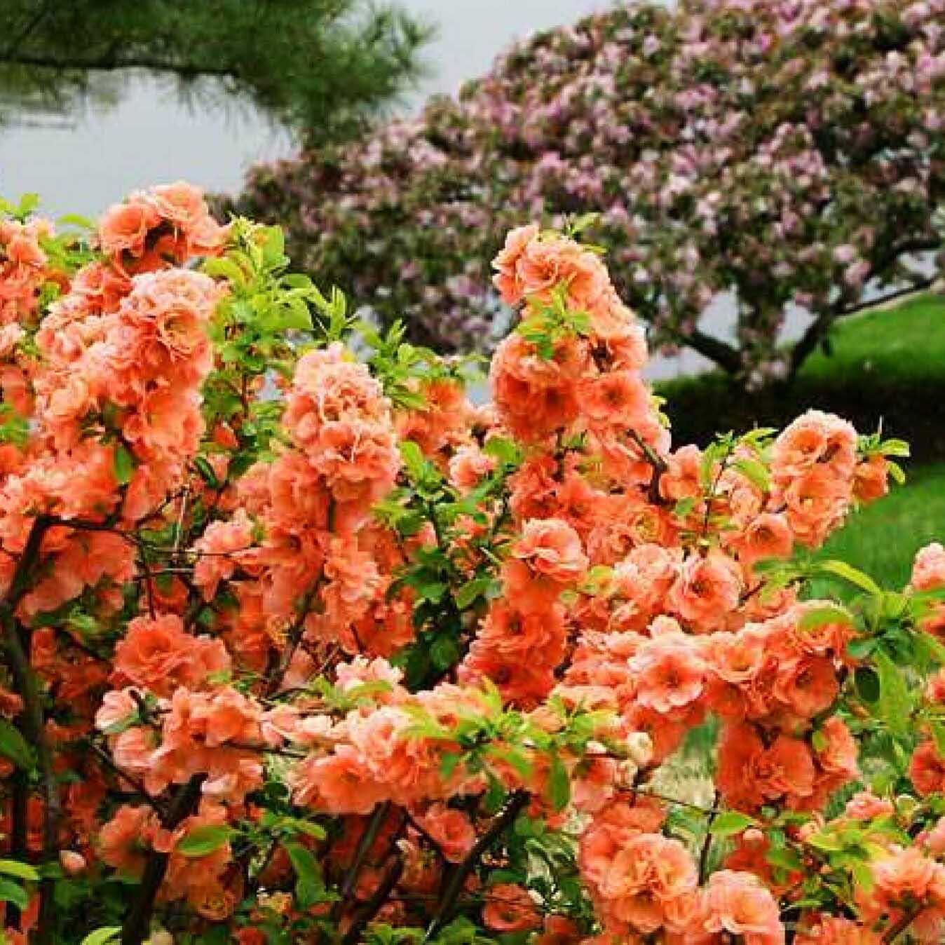 Айва превосходная Оранж Трейл v5 30-50 Bor 