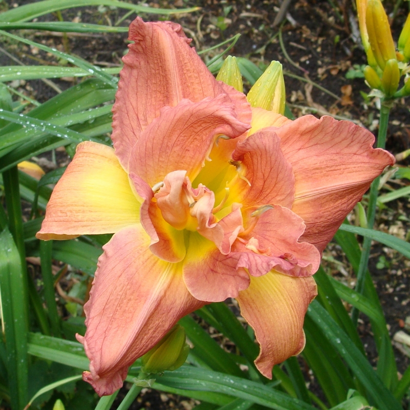 Лилейник Лонгфилдс Твинс с2 