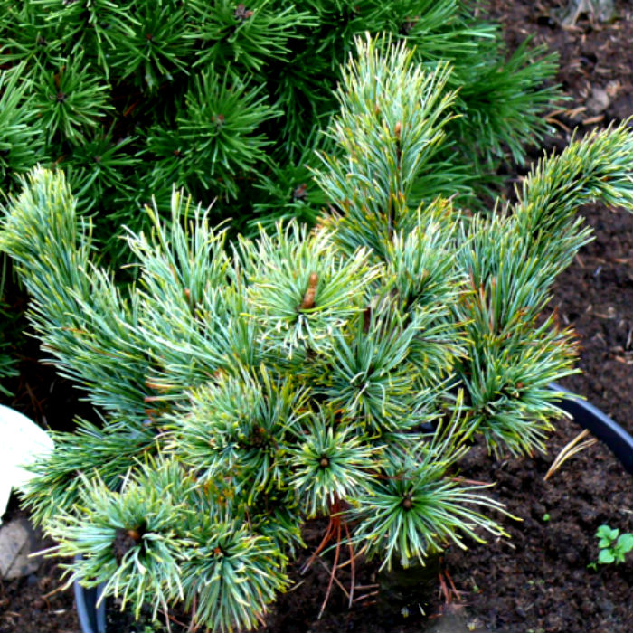 Растение сосна стланниковая 'Wohla'# Co -40 50 