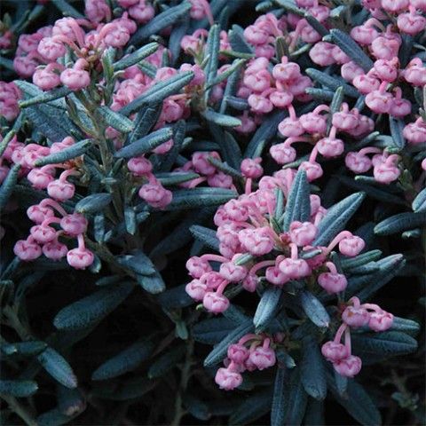 Анромеда Блю Айс v1,5 Tw 