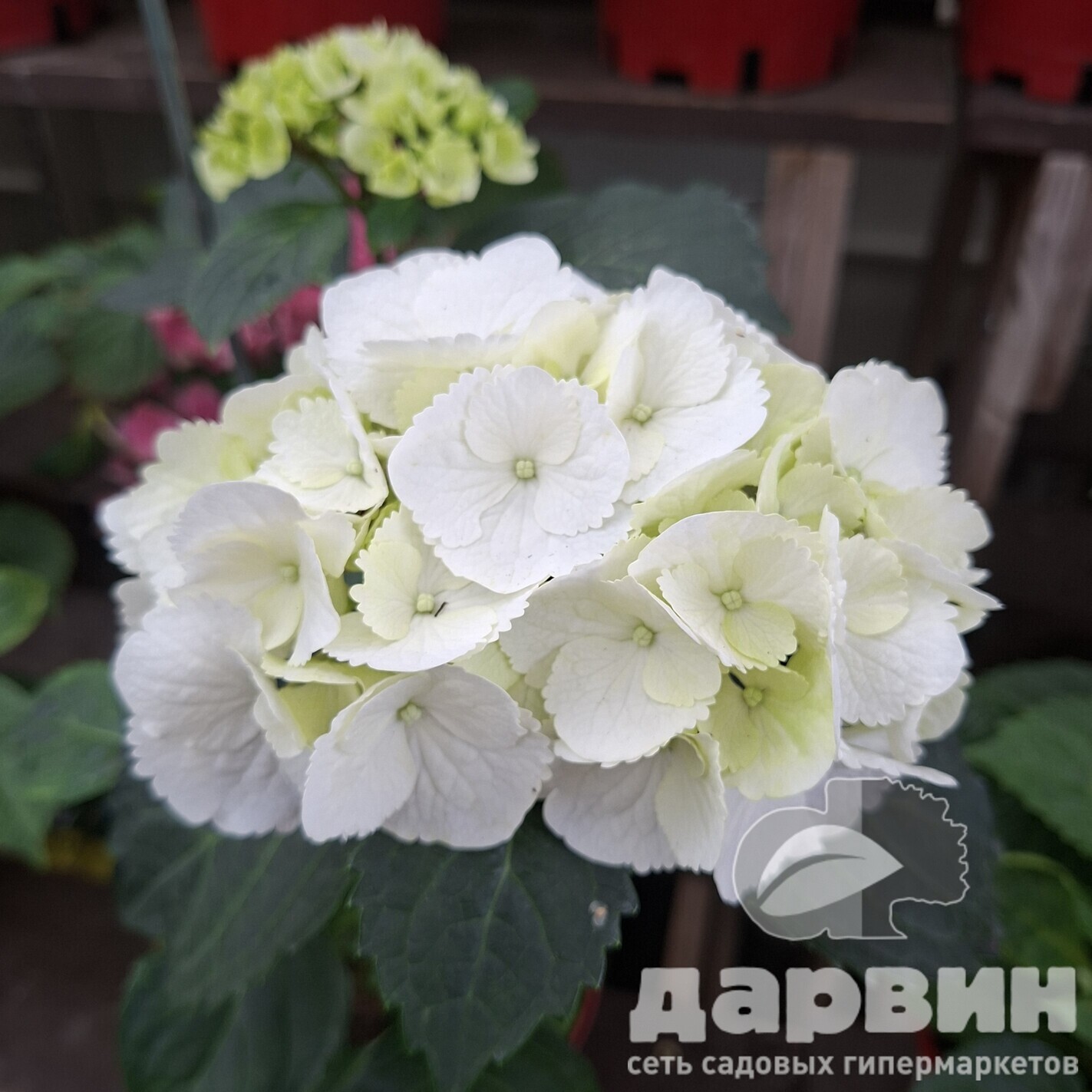 Гортензия крупнолистная Шнеебол v3 Tim 