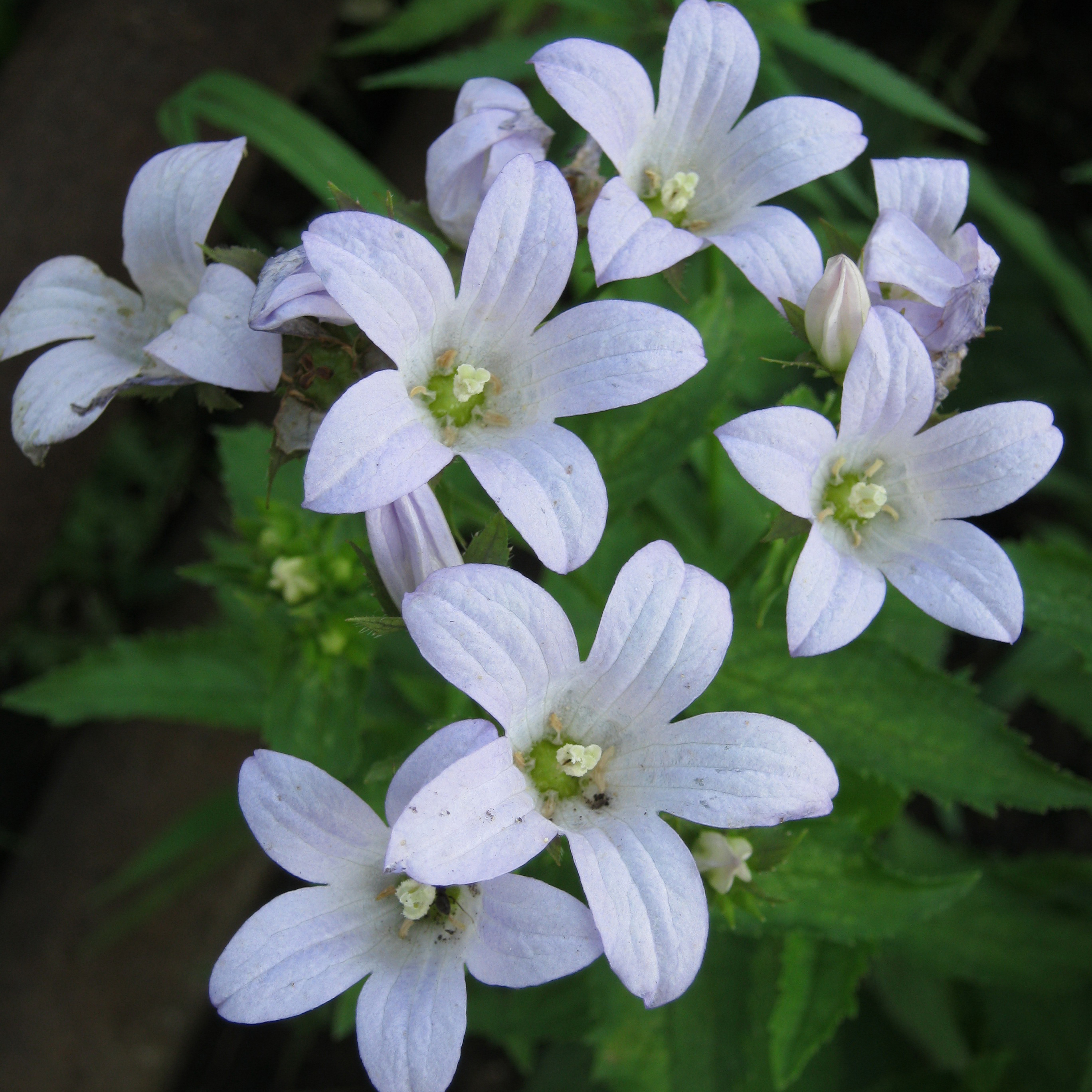 Колокольчик молочноцветковый Вайт Поуффе  v2 Lav 