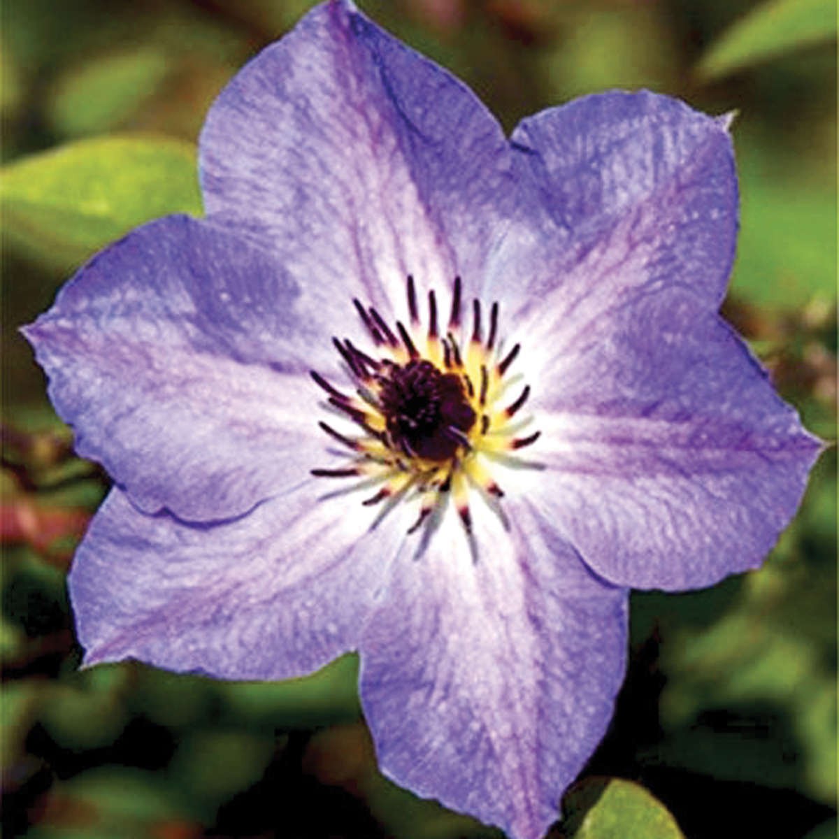 Клематис Морнинг Скай v2 Tim 