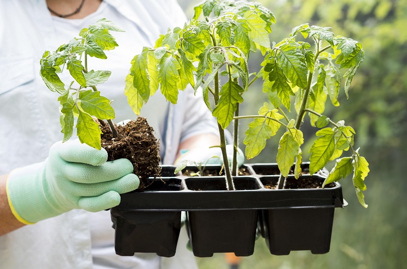 Подкормите рассаду 